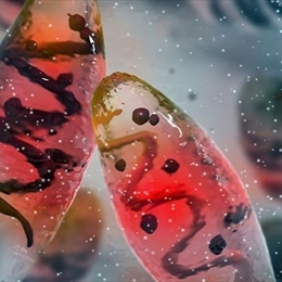 Veba Nedir, Belirtileri ve Tedavileri Nelerdir?