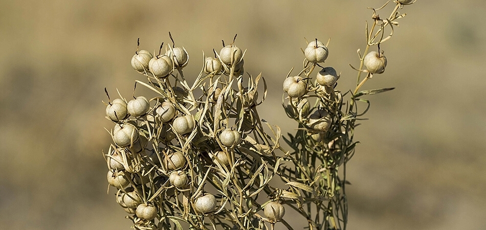 Üzerlik otu nedir? Üzerlik otunun faydaları neler?