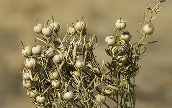 Üzerlik otu nedir? Üzerlik otunun faydaları neler?