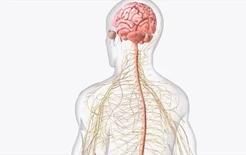 Vagus siniri ne işe yarar?