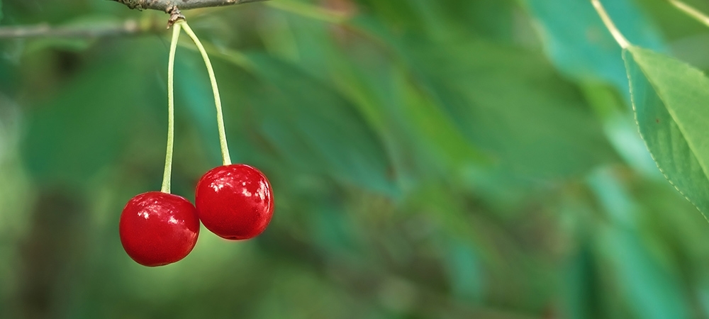Vişne neye iyi gelir? Vişnenin faydaları nelerdir?