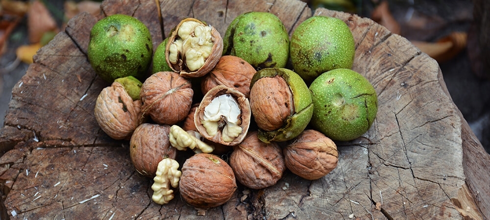 Yaş cevizin faydaları nelerdir? Yaş ceviz nasıl tüketilir?