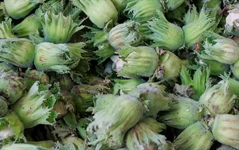 Yaş fındığın faydaları nelerdir? Yaş fındık kilo aldırır mı?