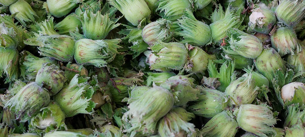 Yaş fındığın faydaları nelerdir? Yaş fındık kilo aldırır mı? Yaş fındığın faydaları nelerdir? Yaş fındık kilo aldırır mı?