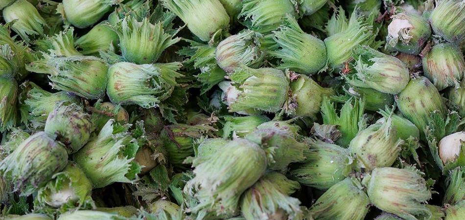 Yaş fındığın faydaları nelerdir? Yaş fındık kilo aldırır mı?