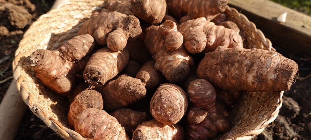 Yer elmasının faydaları nelerdir? Yer elması çiğ yenir mi?