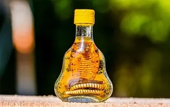 Yılan yağı faydaları: Bilimsel gerçekler ve mitler