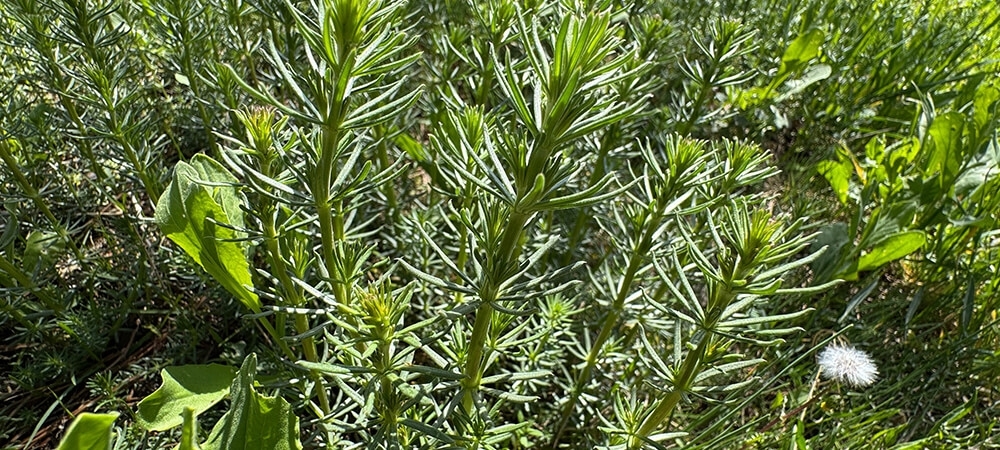 Yoğurt otu nedir? Yoğurt otunun faydaları nelerdir?