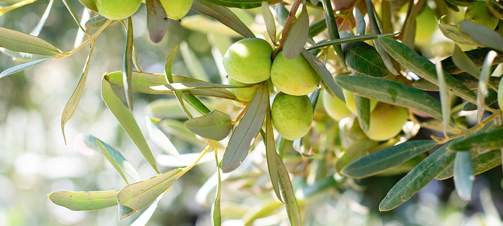 Zeytin yaprağı neye iyi gelir? Zeytin yaprağının cilde faydaları nelerdir?